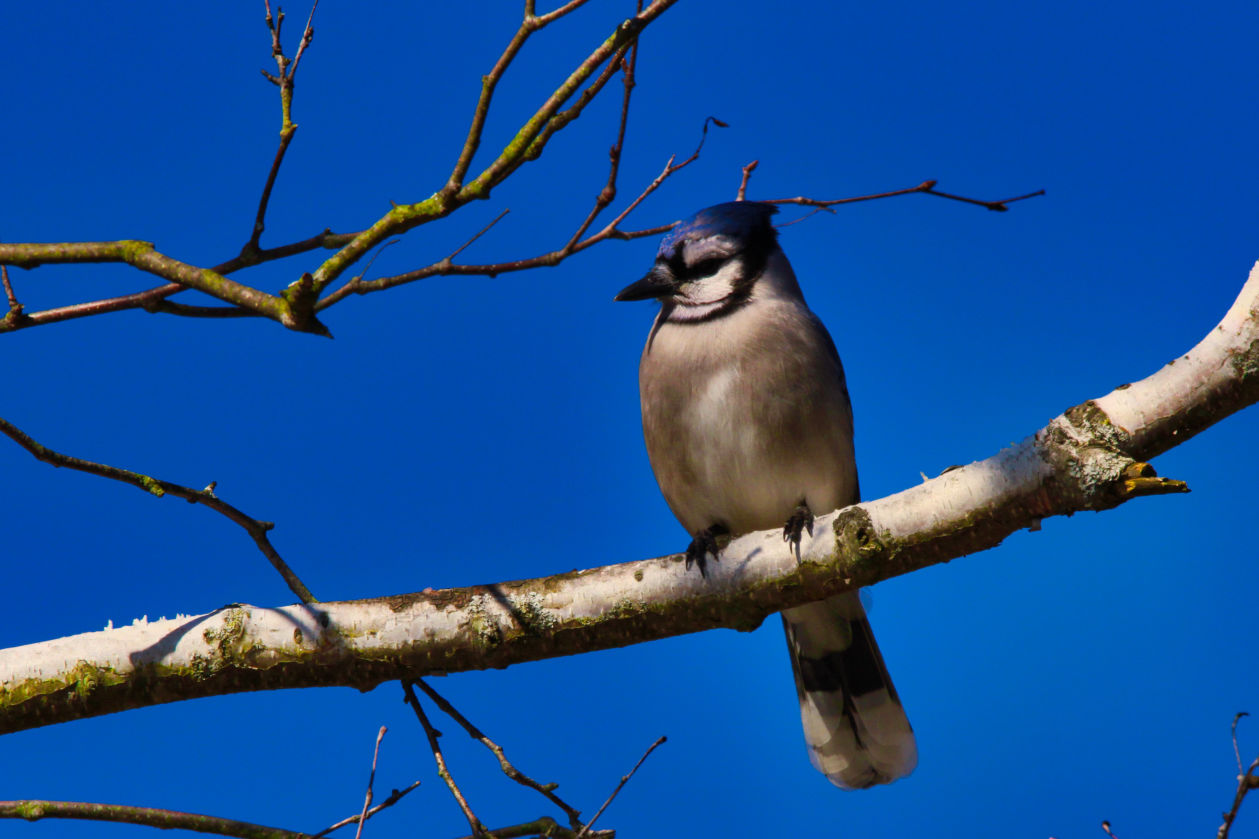 Bluejay