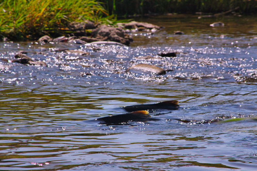 Chinook Salmon Spawning