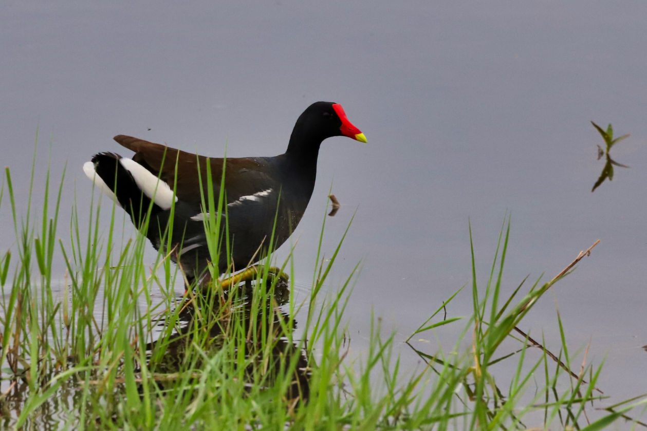 Common Moorhen