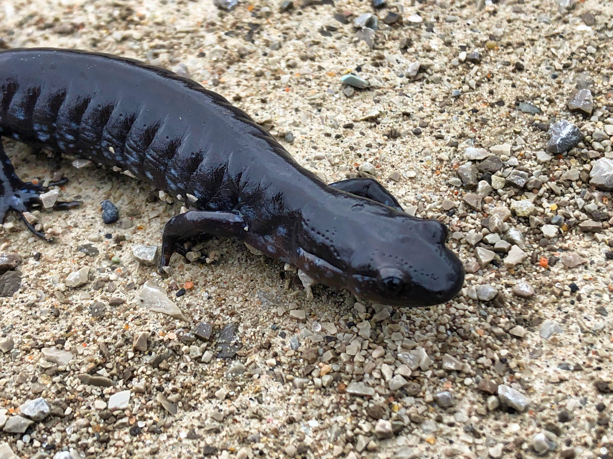 Salamader