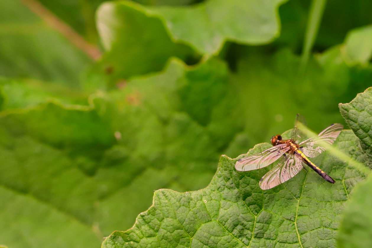 Dragonfly
