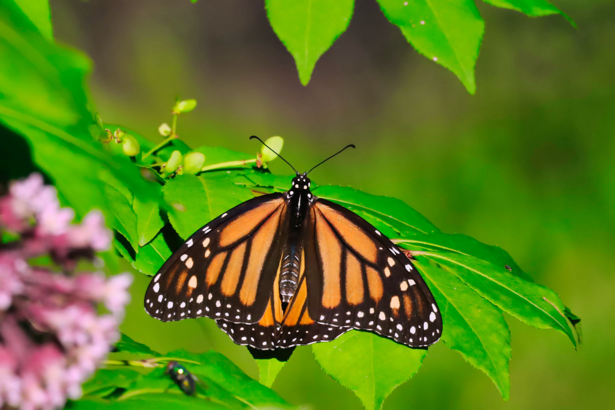 Monarch Butterfly