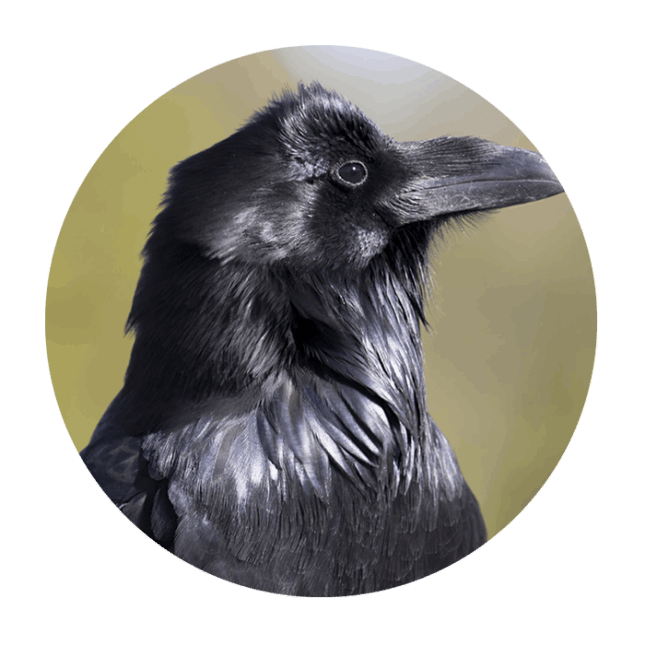 Honesty - Raven